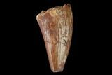 Fossil Phytosaur Tooth - New Mexico #133368-1